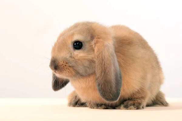 Nahaufnahme Des Osterhasen Auf Weißem Hintergrund Studio — Stockfoto