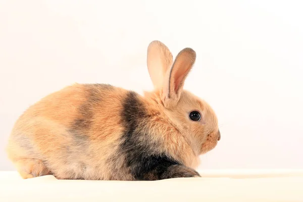 Primer Plano Conejito Pascua Estudio Fondo Blanco — Foto de Stock