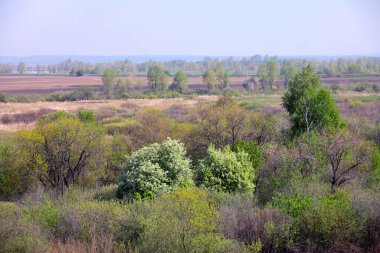 İlkbaharda yaprakları genç olan arazi ağaçları ve sabahın erken saatlerinde filizlenen yabani elma ağaçları. 