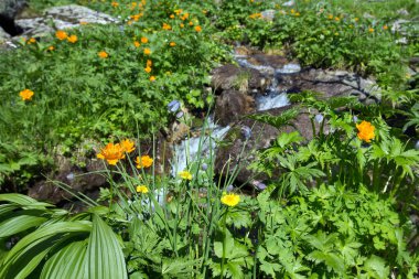 Güneşli bir yaz gününde, Ergaki Batı Sayan 'ın eteklerindeki turuncu küre çiçeğinin yakın çekimi.