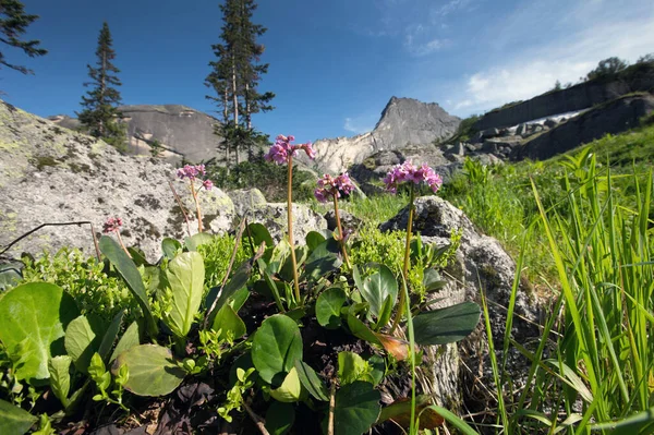 Flores Primer Plano Badan Las Montañas Del Sayan Occidental Día — Foto de Stock