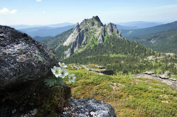 Close Beautiful White Flowers Rocks Mountains Western Sayan Sunny Summer — Stock Photo, Image