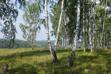 Güneşli bir günde Urallar 'da güzel bir yaz manzarası huş ağacı koruluğu
