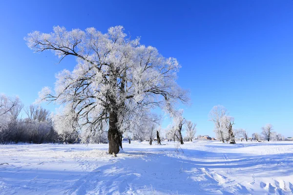 Winter Landschaft Frost Eichen Sonnigen Frostigen Morgen — Stockfoto