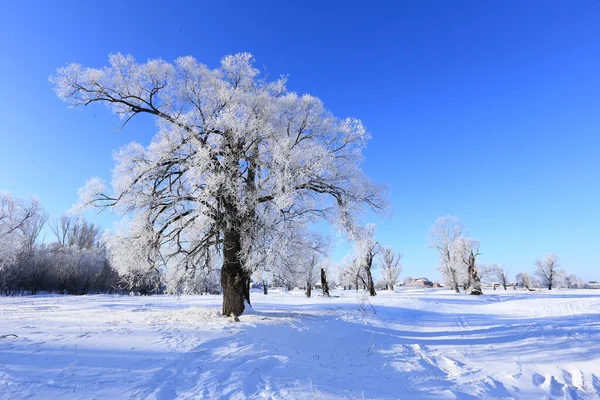 Winter Landschap Vorst Eiken Zonnige Ijzige Ochtend — Stockfoto