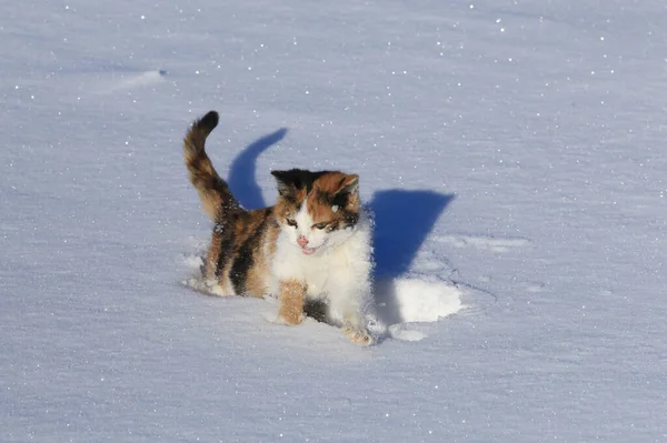 Крупный План Красивой Трехцветной Кошки Сверкающем Снегу Солнечный Морозный День — стоковое фото