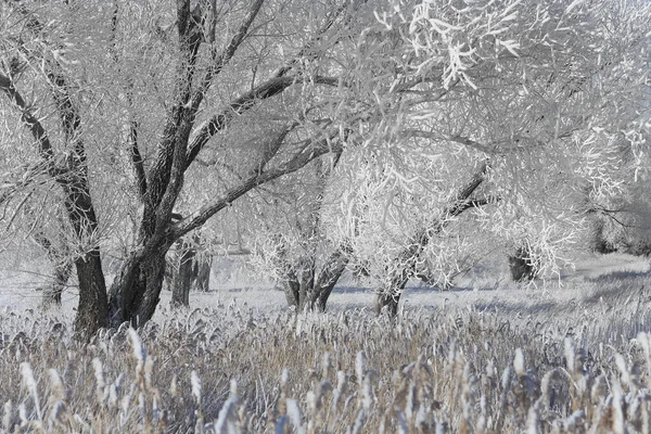 Belas Árvores Paisagem Inverno Hoarfrost Campo Coberto Neve Dia Ensolarado — Fotografia de Stock