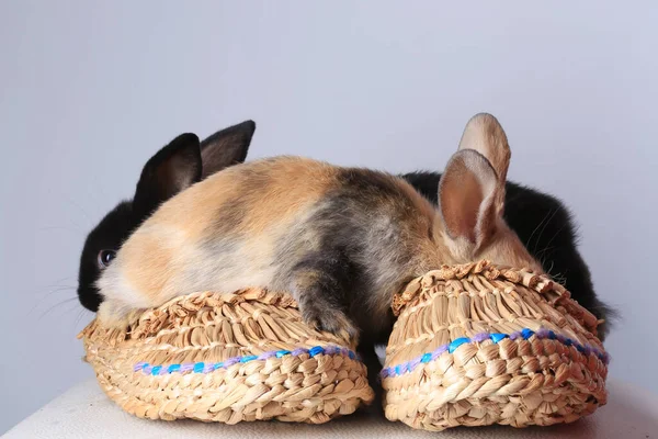 Close Dois Coelhos Preto Bege Sentado Sapatos Fundidos Estúdio Fundo — Fotografia de Stock