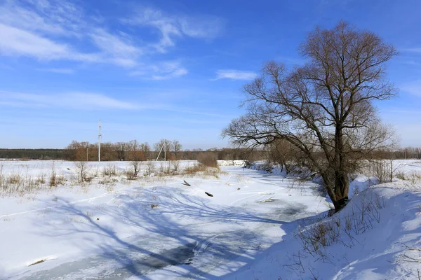 Kış Manzarası Güneşli Bir Günde Karlı Bir Tarlada Yaşlı Meşe — Stok fotoğraf