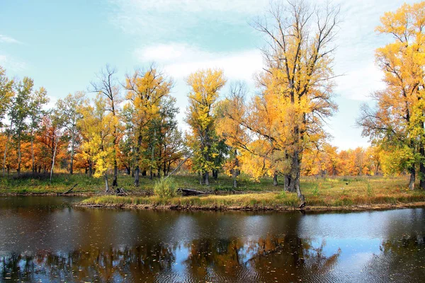 Podzimní Krajina Zažloutlé Listoví Dubů Háji Řeky Oblačného Dne — Stock fotografie