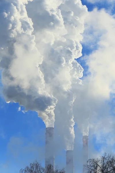 Ipari Táj Cső Növény Fehér Füst Tetején Levelek Nélkül Kék — Stock Fotó