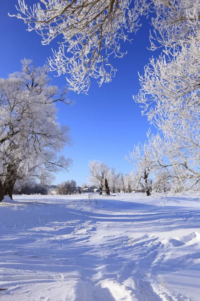 Zimowy Krajobraz Dęby Mróz Słoneczny Mroźny Poranek — Zdjęcie stockowe