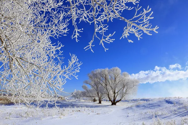 Belas Árvores Paisagem Inverno Hoarfrost Campo Coberto Neve Dia Ensolarado — Fotografia de Stock