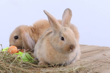 Beyaz arka plan stüdyosunda bir çift Paskalya tavşanı