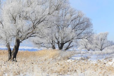 Kış manzarası yoğun sis ve sabah erken saatlerde donmakta olan ağaçlar.