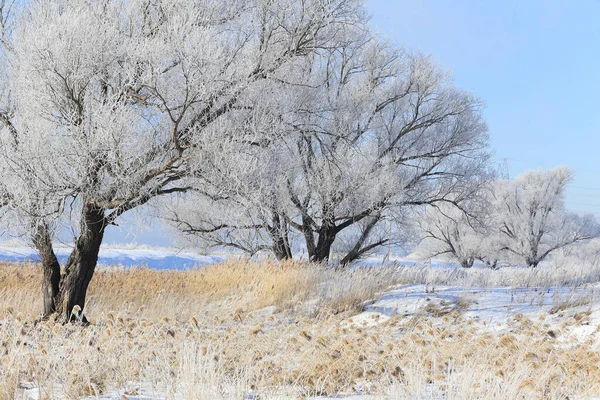 Kış manzarası yoğun sis ve sabah erken saatlerde donmakta olan ağaçlar.