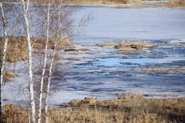 Bahar manzarası nehirdeki buzları eritir ve kıyıda yapraklar olmadan huş ağacı açar.