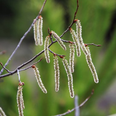İlkbaharda açan kavak ağacının makro dokusu