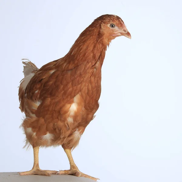 Close Portrait One Red Hen White Background Studio — Stock Photo, Image