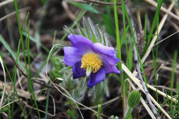 Macro Een Paarse Sneeuwdruppel Voorjaar Het Naaldbos — Stockfoto