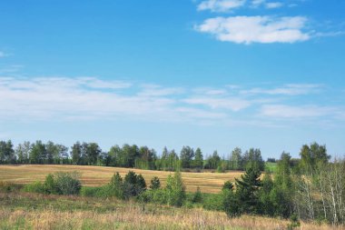 Bahar manzarası, güneşli bir günde genç bir yaprakla ormanın yakınındadır.