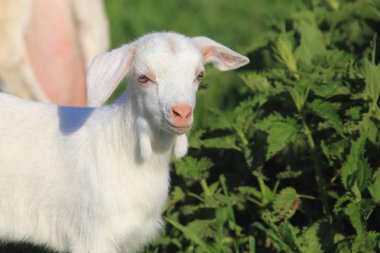 bir keçi bir güneşli bahar gününde yeşil çayır üzerinde çocuklarla portresi