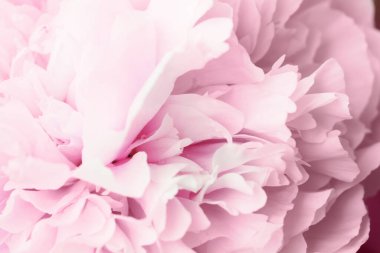 İzole edilmiş pembe şakayık bahçedeki güneş ışığında