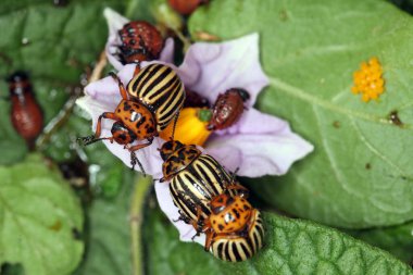 Colorado patates böceği ve larva bahçedeki yeşil patates yapraklarının üzerinde güneş ışığı. 