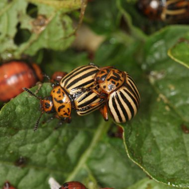 Colorado patates böceği ve larva bahçedeki yeşil patates yapraklarının üzerinde güneş ışığı. 