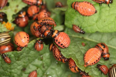 Colorado patates böceği ve larva bahçedeki yeşil patates yapraklarının üzerinde güneş ışığı. 
