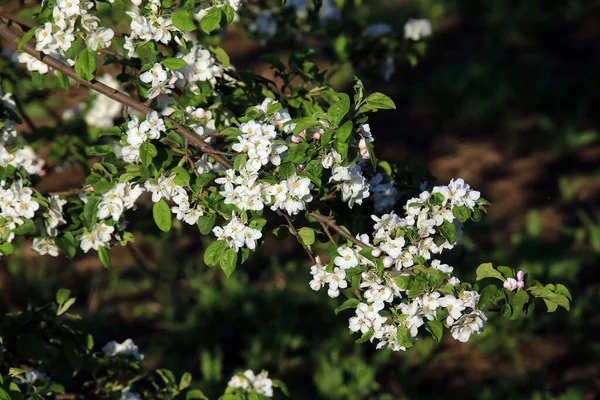 Γκρο Πλαν Υποκατάστημα Της Μήλο Blossoms Στον Κήπο Την Άνοιξη — Φωτογραφία Αρχείου