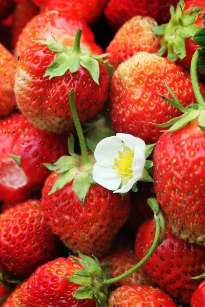 Primer Plano Aislado Una Gran Cantidad Fresas Recogidas Luz Del — Foto de Stock