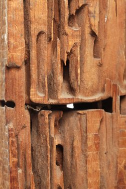 Beyaz stüdyo arka planında tahta karıncaları kesen yakın çekim bloğu.