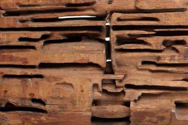 Beyaz stüdyo arka planında tahta karıncaları kesen yakın çekim bloğu.