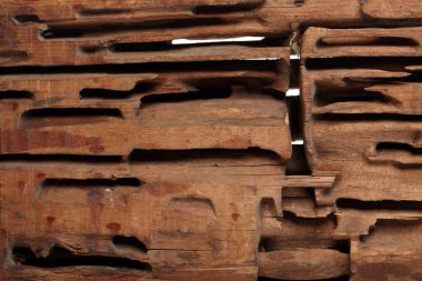 Beyaz stüdyo arka planında tahta karıncaları kesen yakın çekim bloğu.