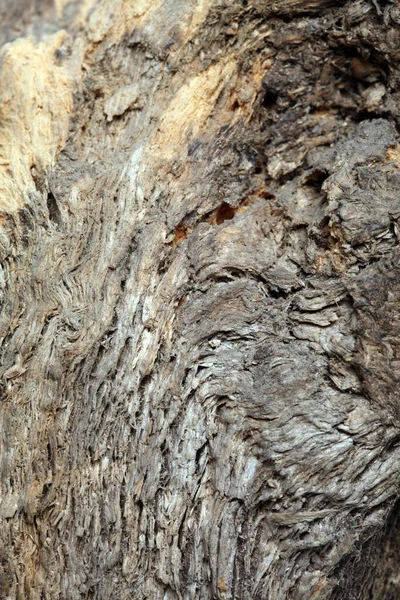 Close Isolated Texture Old Tree Studio — Stock Photo, Image