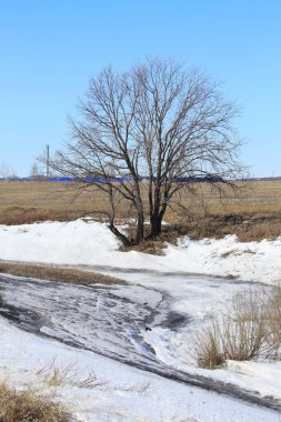 güneşli bir günde alanları baharın gelişini manzara