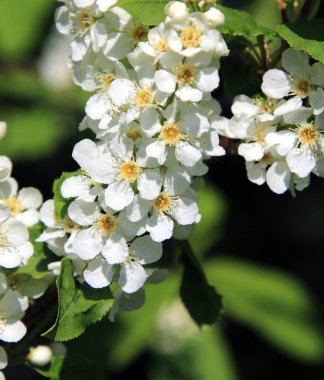 Güneşli bir bahar gününde bahçedeki kuş kirazının güzel çiçekleri. 