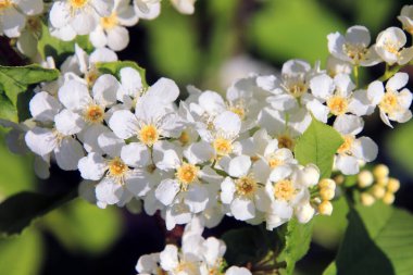 Güneşli bir bahar gününde bahçedeki kuş kirazının güzel çiçekleri. 