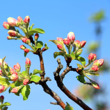 Mavi gökyüzüne karşı pembe çiçekli elma ağacının yakın çekim dalı