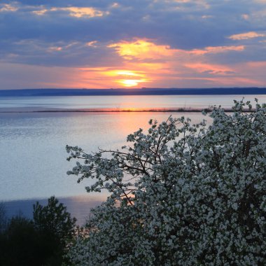 Günbatımında nehir kıyısında çiçek açan elma ağaçları.