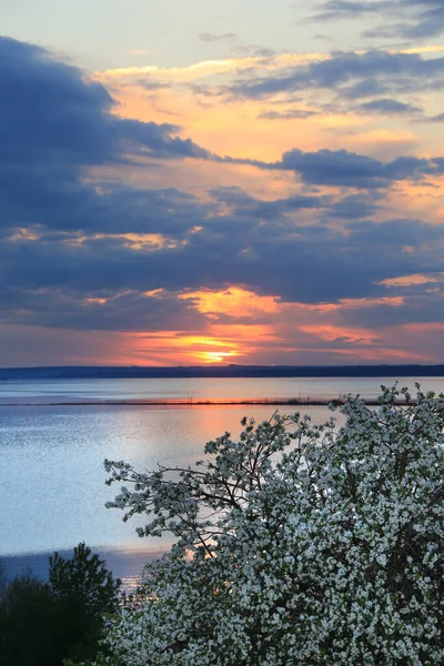 春天的风景 夕阳西下 在河岸上开花的苹果树 — 图库照片