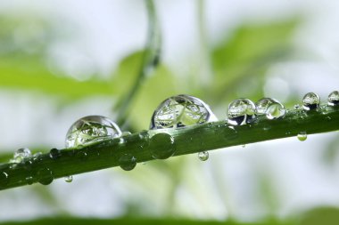 Çimlerin üzerindeki çiy damlaları. makro