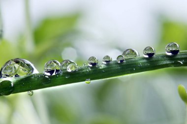 Çimlerin üzerindeki çiy damlaları. makro