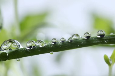 Çimlerin üzerindeki çiy damlaları. makro