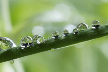 Çimlerin üzerindeki çiy damlaları. makro