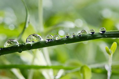Çimlerin üzerindeki çiy damlaları. makro