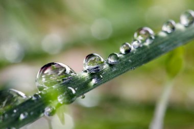 Çimlerin üzerindeki çiy damlaları. makro