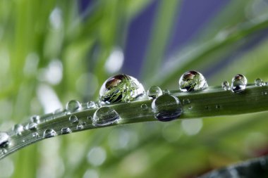 Çimlerin üzerindeki çiy damlaları. makro