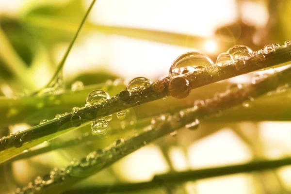 Gouttes Rosée Sur Herbe Macro — Photo